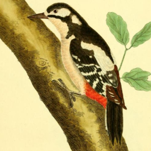 Greater Spotted Woodpecker