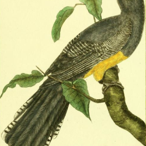Green Backed Trogon