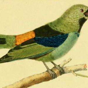 Green Headed Tanager