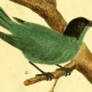 Green Honeycreeper
