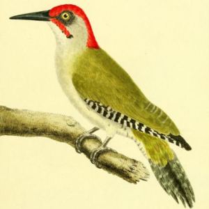 Green Woodpecker