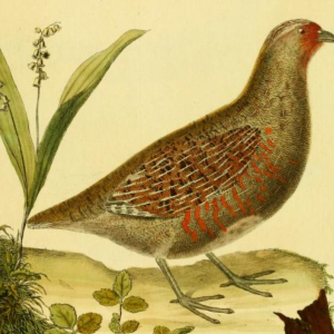 Grey Partridge