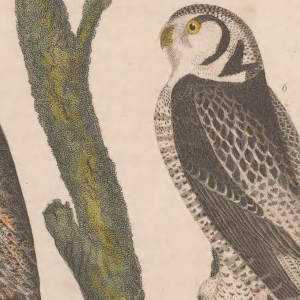 Northern Hawk Owl