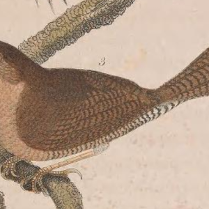 House Wren