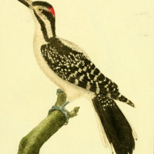 Hairy Woodpecker