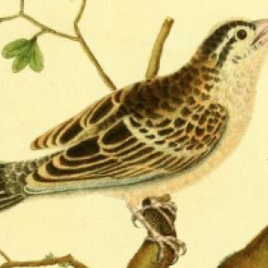 Indigobird