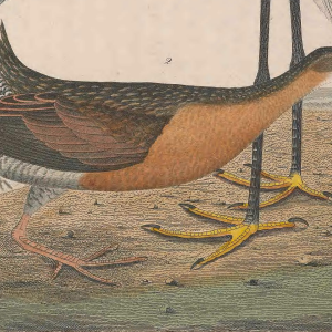 King Rail