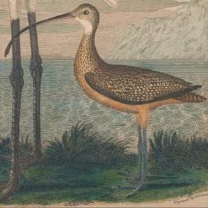 Long-billed Curlew