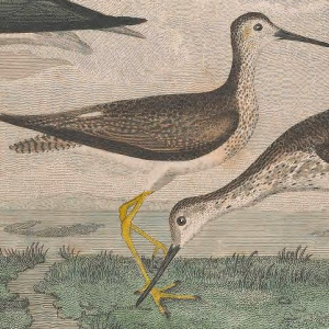 Lesser Yellowlegs