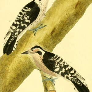 Lesser Spotted Woodpecker