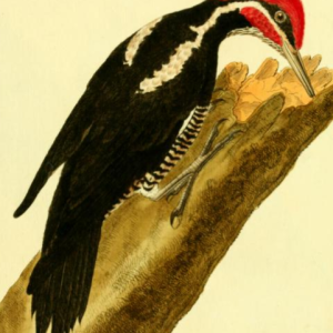 Lineated Woodpecker