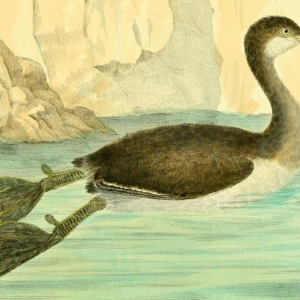 Little Grebe