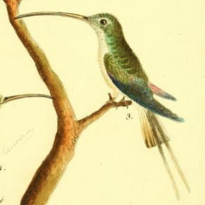 Long Tailed Hermit