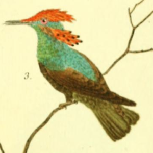 Lophornis