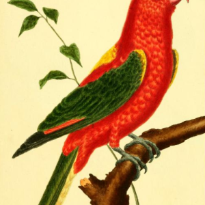 Lory