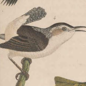 Marsh Wren