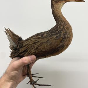 Clapper Rail