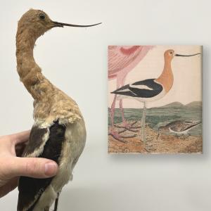 American Avocet