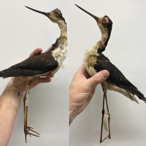 Black-necked Stilt