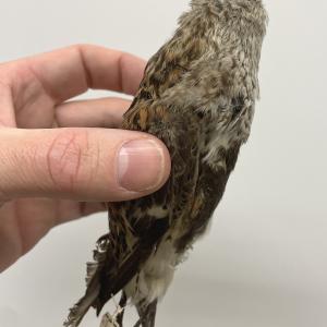 Dunlin