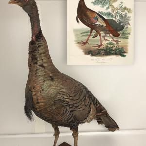 Wild Turkey