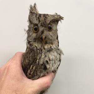 Eastern Screech-Owl 