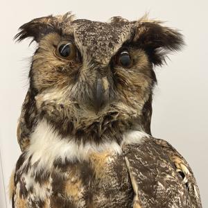 Great Horned Owl