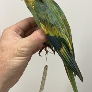 Carolina Parakeet 