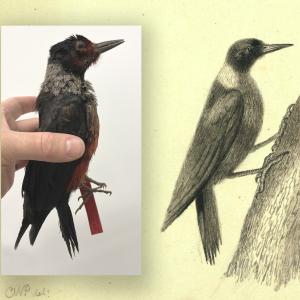 Lewis' Woodpecker