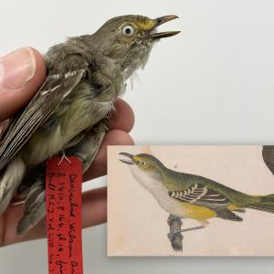 White-eyed Vireo