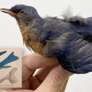 Eastern Bluebird