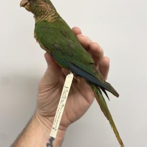 Maroon-bellied Parakeet