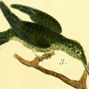 Mellisugus
