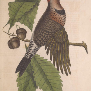 Northern Flicker