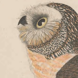 Northern Saw-whet Owl