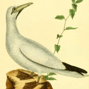 Northern Gannet