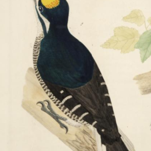 Northern Three Toed Woodpecker