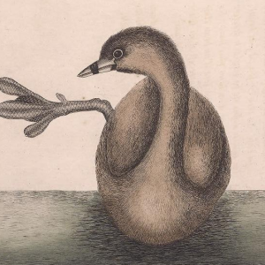 Pied-billed Grebe