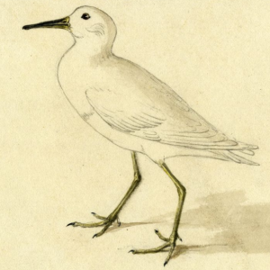 Pectoral Sandpiper