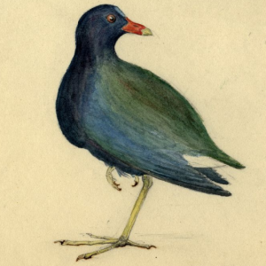Purple Gallinule
