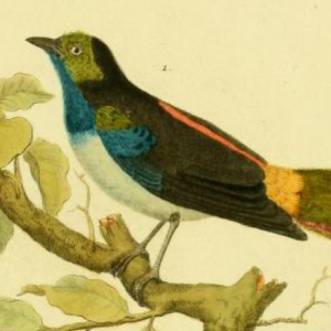 Paradise Tanager