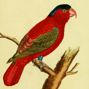 Purple Naped Lory