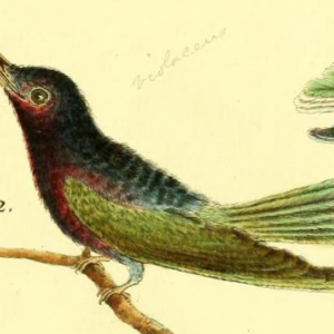Purple Throated Carib