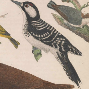 Red-cockaded Woodpecker