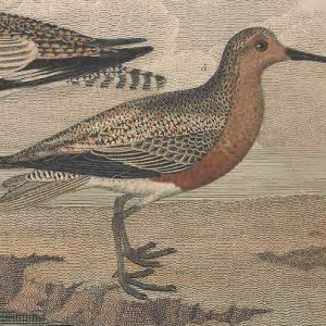 Red Knot