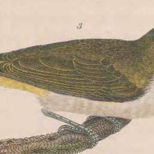 Red-eyed Vireo