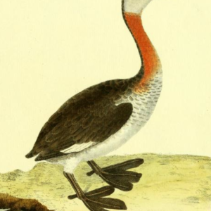 Red-necked Grebe