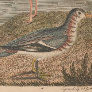 Red-necked Phalarope