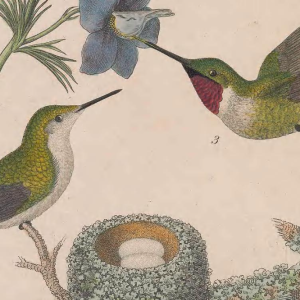 Ruby-throated Hummingbird