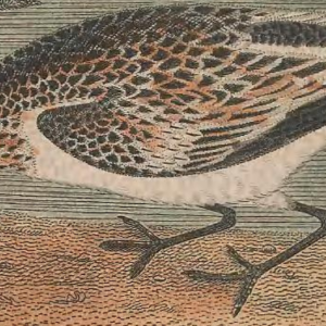 Ruddy Turnstone